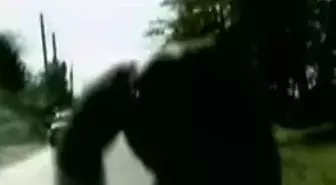 King Kong Gerçek Oldu