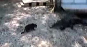 Cesur Kedi Timsaha Karşı