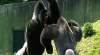 - Bu Goril İnsan Gibi Yürüyor