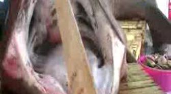Çanakkale - Saros'ta Dev Köpek Balığı Yakalandı