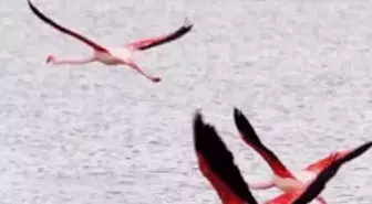 Kuş Cenneti’nde Nüfus 'Patladı'

