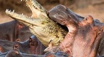 Su Aygırı Timsahı Ham Yaptı