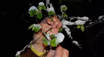 Fındık Üreticisinin 'don' Korkusu