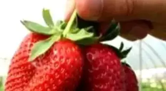 Dünya Çiftçisinin Yeni Erkenci Çilek Çeşitleri Türkiye'den