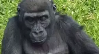 Gorilden Babalık Dersi