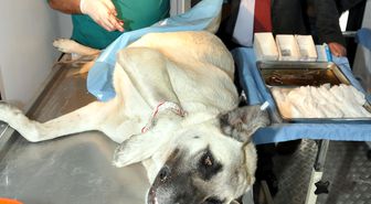 Sokak Köpekleri İçin 'kısırlaştır, Aşılat, Yaşat' Kampanyası