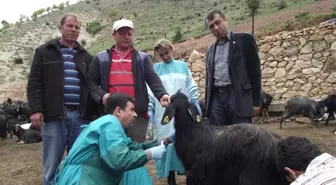 Malatyada Kıl Keçisi Süt Ve Kan Örneğinin Alınmaları Çalışması