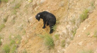 Uçurumda Oğlak Kurtarma Operasyonu
