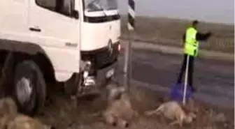 Yola Çıkan Koyunlardan Kaçan Otomobil Bariyere Çarptı