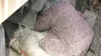 Köylü Kadınlar, Kamyonun Çarptığı Koyunların Telef Olmaması İçin Seferber Oldu