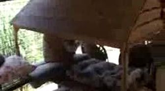 'Kedi Annesi Thirkill'e Hollanda'dan Destek