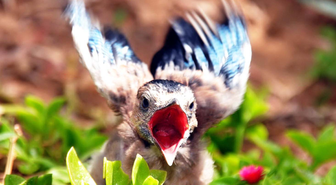 Yavru Alakarga Maskot Oldu