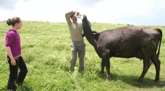 Zehirlenmeye Karşı Köylüler Havanlara Ayran İçirtiyor