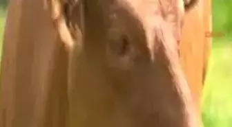 Firari İneklerin Sırrı Çözüldü