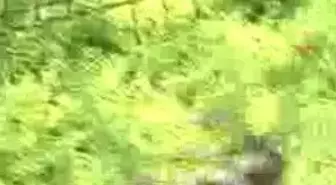 Genç K-9'lar Göreve Hazır