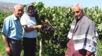 Alaşehir'de Sezonun İlk Üzüm Hasadı Yapıldı