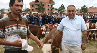 Devrekani Festivali'nde Buzağı Yarışması