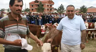 Devrekani Festivali'nde Buzağı Yarışması