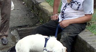 Rögara Düştü, Çıkarılınca Köpeği Yarasını Yaladı
