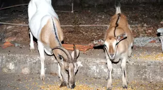 Yaban Keçileri Kaçak Avcıların Hedef Tahtası Oldu