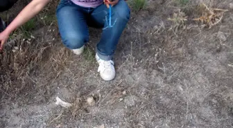 Kapadokya'da Bulunan Fosiller İnsan Evrimi Açısından Önemli
