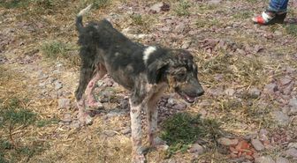 Hayvan Barınağında Köpeklerin Açlıktan Ölmesine Hayvanseverlerden Tepki
