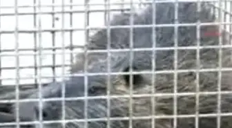 Su Maymunu'na Bilimsel İnceleme