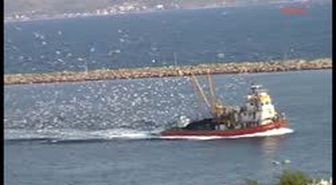 Balık Bereketi Hem Vatandaşa Hem Martılara Yaradı