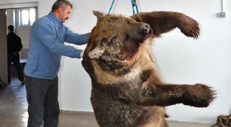 300 Kiloluk Ayıyı Vuran Avcı Aranıyor