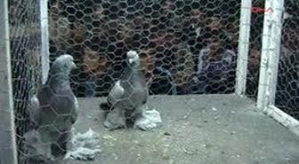 Siverek'te 'Güvercin' Borsası