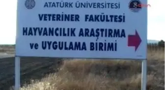 Kurbanlıklara 'gebelik Testi' Yaptırın