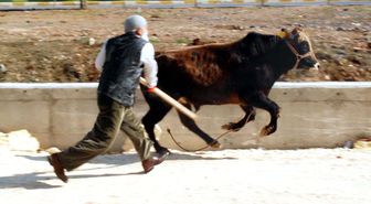Şanlıurfa'da Kızgın Boğa Paniği