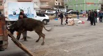 Sivas'ta Kaçan Kurbanlık Boğa Kenti Ayaklandırdı
