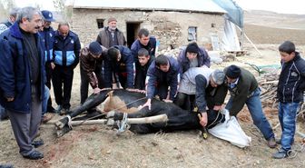 Kurbanlık Boğa Sivas'ı Birbirine Kattı