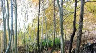 Gaziantep'in Saklı Cenneti İdilli