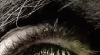 İskelet Anahtar Filmi