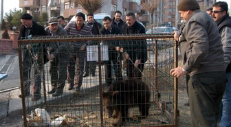 Yavru Ayı Hayvanat Bahçesine Gönderildi