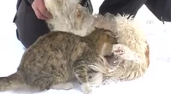 Annesi Ölen Kediyi Köpek Emziriyor