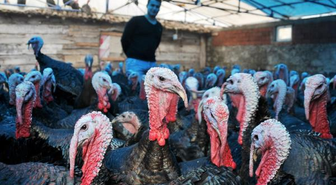 Kandıra'da Hindi Çiftlikleri Bir Bir Kapandı