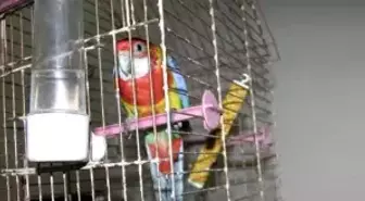 Poliste Papağan Alarmı