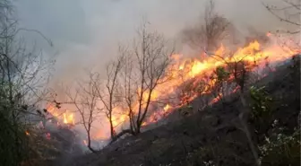 Fındıklı'da Çalılık Alanda Yangın