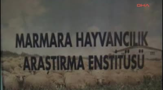 Beyaz Manda Nazlı İlgi Odağı Oldu