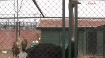 Hayvanat Bahçesindeki Deve Kuşları Camiler İçin Yumurtluyor