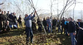 Ordu'da Fındık Budama Eğitimi