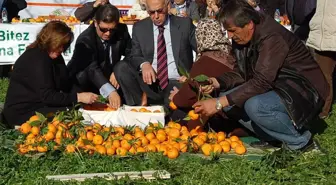 6. Bitez Mandalina Festivali Başladı