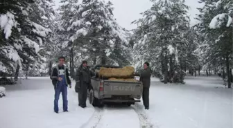 Kütahya'da Kar Nedeniyle Aç Kalan Hayvanlar Unutulmadı