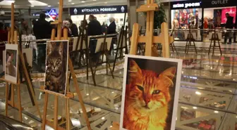 As Merkez Outlet'te 'Kedi' Sergisi