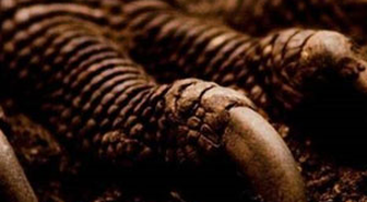 Çin'de Yeni Dinozor Türü Keşfedildi