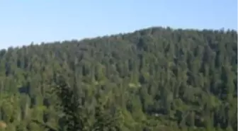 Sakarya'da 159 Yerleşim Yerinde Orman Sınırları Dışına Çıkarma Çalışması Yapılıyor