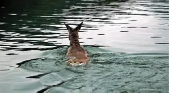 Avcılardan Kaçan Karaca Yaralanıp Göle Düştü